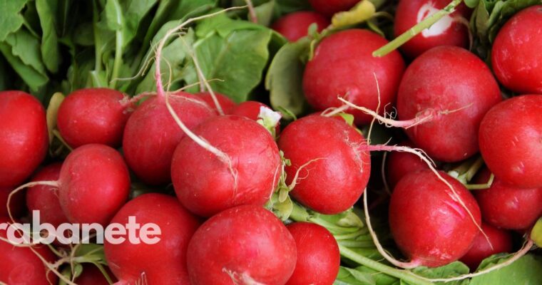 Rabanete: 5 receitas surpreendentes com esse vegetal